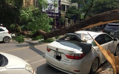 Hà Nội: Cây đổ đè bẹp "siêu xe" trên phố Tô Hiến Thành