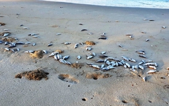 Tại sao cá chết hàng loạt dọc bờ biển Đà Nẵng?