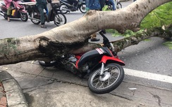 Cây xanh bất ngờ bật gốc đè bẹp xe máy trên đường