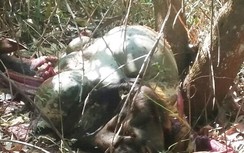 Lại phát hiện bò tót chết trong Khu bảo tồn thiên nhiên Đồng Nai