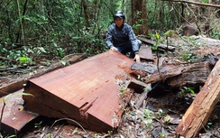 Cận cảnh rừng Sơ Pai ở Gia Lai bị lâm tặc tàn phá