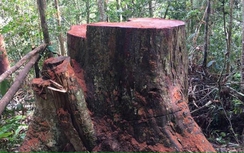Kon Tum: Khởi tố vụ phá rừng đầu nguồn