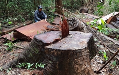 Gia Lai: Chỉ đạo kiểm tra phá rừng sau báo Giao thông phản ánh