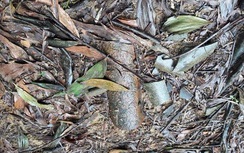 Phát hiện nhiều đạn cối từ thời chiến tranh trong vườn nhà dân