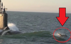 Video: Cảnh tượng cá heo đua tốc độ với tàu ngầm Mỹ