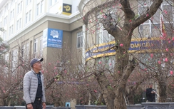 Mãn nhãn đào Tết “khủng” được chào bán trên đường phố Thủ đô