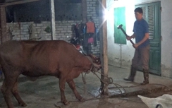 Việt Nam bị "tố" giết bò Úc bằng búa tạ