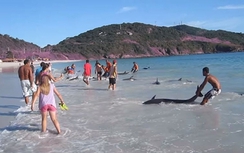 30 chú cá heo trôi dạt vào bờ biển