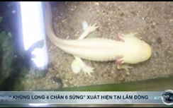 Xuất hiện “khủng long 4 chân 6 sừng” tại Lâm Đồng