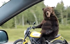 Clip: Gấu trổ tài lái Ducati Scrambler