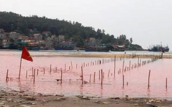 Thủy triều đỏ xuất hiện nhiều đợt ở Nghệ An