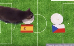 Tây Ban Nha-Séc: Chú mèo Cass dự đoán thế nào?