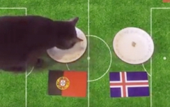 Bồ Đào Nha- Iceland: Chú mèo Cass dự đoán thế nào?
