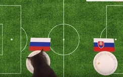 Nga-Slovakia: Chú mèo Cass dự đoán thế nào?