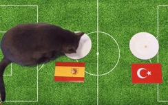 Mèo Cass dự đoán kết quả trận Tây Ban Nha-Thổ Nhĩ Kỳ