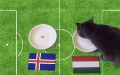 Mèo Cass dự đoán kết quả trận Iceland - Hungary