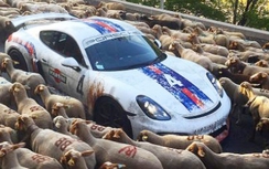 Porsche Cayman GT4 "nằm yên bất động" giữa bầy cừu