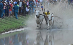Number 1 mang không khí náo nhiệt cho Lễ hội đua bò Bảy Núi