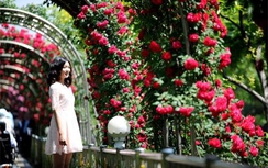 Tất tật thông tin về Lễ hội hoa hồng Bulgaria tại Hà Nội