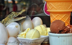 Độc đáo kem ngon làm từ trứng cá sấu