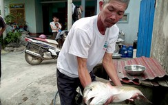 Ngư dân Quảng Bình bắt được cá 4,2 kg nghi sủ vàng tiền tỷ