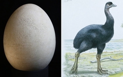 Phát hiện quả trứng còn nguyên vẹn của loài chim nặng nửa tấn