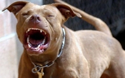 Hà Nội: Chó Pitbull cắn chết anh trai của chủ