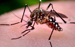 Bình Định: 8 tháng phát hiện hơn 3.000 ca Sốt xuất huyết Dengue