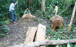 Bình Định: Khởi tố vụ phá rừng phòng hộ ở Vĩnh Thạnh