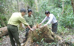 Bình Định: Khởi tố 9 lâm tặc phá rừng phòng hộ