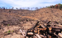 Vụ 43ha rừng Bình Định "bỗng dưng" biến mất: Khởi tố vụ án