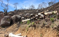 Bình Định: Mới mất 60,9ha rừng tự nhiên lại thêm 20ha rừng bị phá