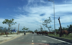 Đà Nẵng: Tập trung xử lý dứt điểm tình trạng trâu bò thả rông