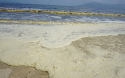 Nước biển Đà Nẵng đổi màu bất thường: Không do ô nhiễm (!?)
