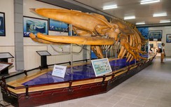 Tận thấy bộ xương cá voi khủng dài 18m ở Nha Trang