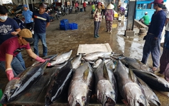Ngư dân Khánh Hòa trúng đậm cá ngừ đại dương xuyên Tết
