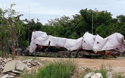 Nguồn gốc cây "khủng" đang tạm giữ tại Quảng Ngãi không đúng thực tế