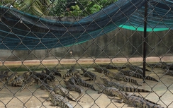 Dân lo sợ khi cả trăm ngàn cá sấu được nuôi tràn lan