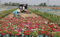 Nhộn nhịp chợ hoa cù lao Phố ngày cận Tết