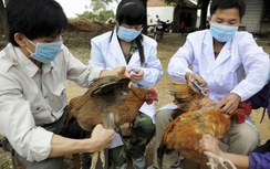 Bắc Ninh đã xuất hiện điểm dịch cúm gia cầm A/H5N1