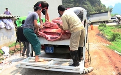 Phát hiện cơ sở thu mua lợn chết về làm đặc sản