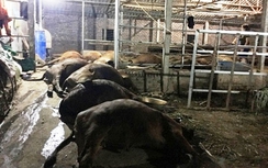 Công an vào cuộc vụ bò chết bất thường hàng loạt ở Vĩnh Phúc