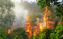 Vĩnh Phúc: 15 ha rừng Tam Đảo bị thiêu rụi ngày nắng nóng