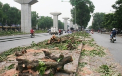 Phó Thủ tướng yêu cầu xử lý trách nhiệm vụ thay thế cây
