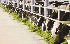 Trang trại bò của TH True Milk đạt kỷ lục Châu Á