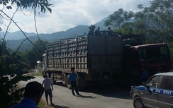 Buộc hạ tải hàng chục xe chở nông sản quá tải từ Lào về