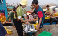 Quảng Bình: Mở điểm bán hải sản tươi sống an toàn