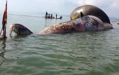 Video: Đổ xô xem cá voi 7 tấn chết dạt biển Nghệ An