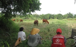 Nghệ An: Chủ nhiệm HTX bị nước cuốn trôi khi qua sông tìm bò