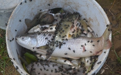 Nghệ An: Cá chết hàng loạt do... nước bị ô nhiễm